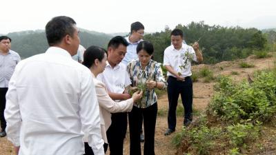 视频｜高校科研团队共聚蕲春 探讨突破性发展蕲艾产业
