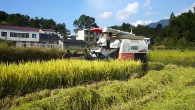 视频｜狮子镇黄泥畈村：高山出好米