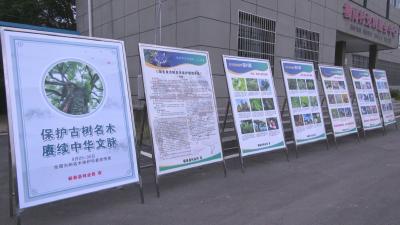 视频｜蕲春登记在册单株古树1780株