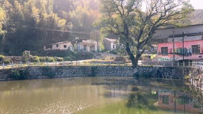 视频｜ 株林镇黄泥坳村：立足资源禀赋建和美乡村