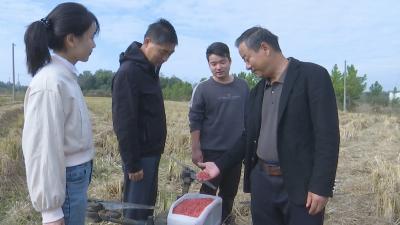 视频｜小麦秋播轮作 机械化助力高效生产