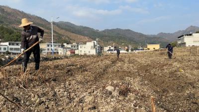 视频｜狮子镇东山冲村：借艾产业东风促发展