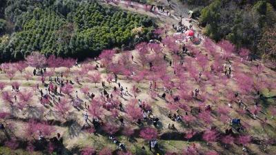 视频｜梅花竞开 春满独山