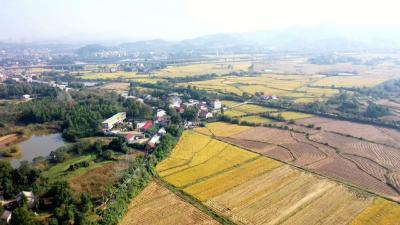 视频｜蕲春：“小田并大田” 沉睡土地焕发生机