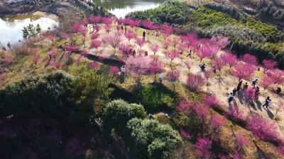 视频｜梅花吐蕊迎春归
