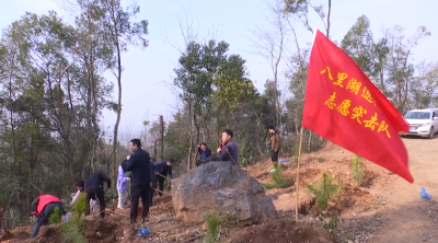 视频｜“植”此青绿 共建家园（八里湖办事处）