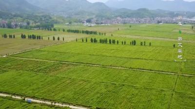 视频｜蕲春：在改革创新中谋求蕲艾产业发展新突破