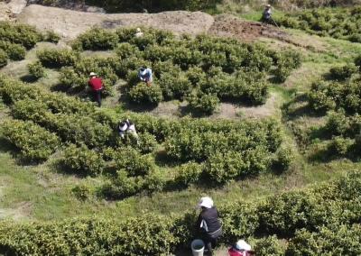 视频｜大同镇：做强茶叶产业 赋能乡村振兴