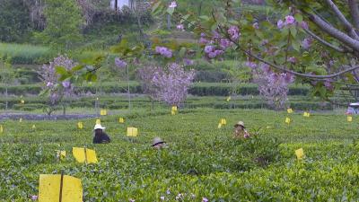 视频｜檀林镇槐树村：厚植乡村振兴“茶底色”
