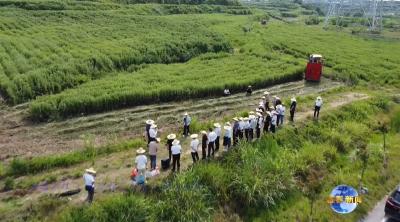 视频｜蕲春全面推进蕲艾机械化收割工作