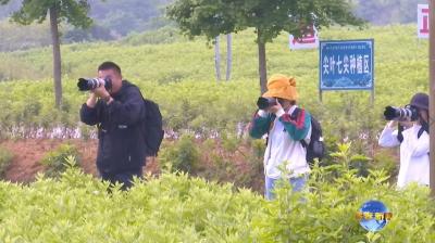 视频｜蕲春举办第三届惠春杯“艾都春色”摄影比赛