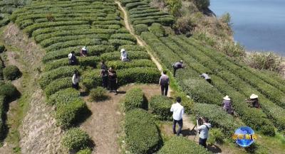 视频｜大同镇小竹冲村：驻点添动能 绿茶焕新春