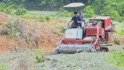 视频｜蕲州镇油树垴村：蕲艾提前进入收割期