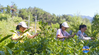 视频｜株林镇会龙池村：打造茶产业 发展茶文旅 