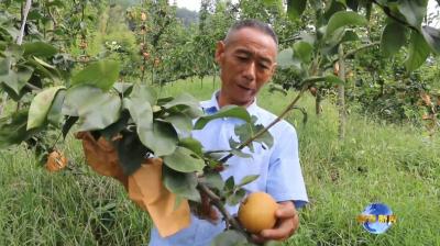 视频｜大同镇：振兴路上果飘香