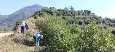 视频｜张塝镇：优化供应链 建设油茶特色小镇 