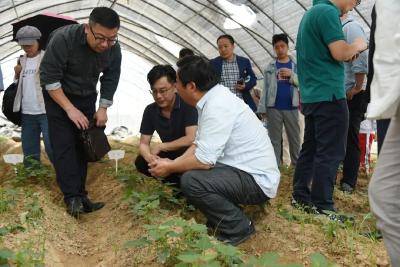 省委书记新年调研的一站，为何选择红安这个科技小院？