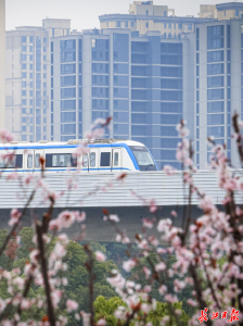 人潮如织，繁花如潮！“马”上赏樱，武汉迎来“樱花黄金周”