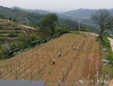 【创业路上】周利：十年开荒种油茶 只为做好一滴油