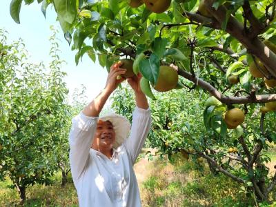 聚焦干部素质提升年丨轮值，锻出乡村振兴生力军——荆门市东宝区牌楼镇“轮值书记”工作制度见闻