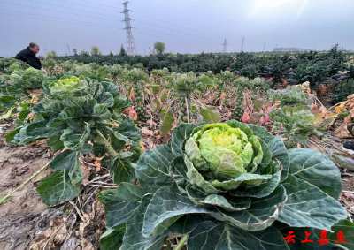 嘉鱼：一颗甘蓝托举10亿元富民产业