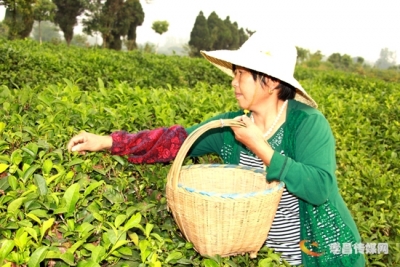 秋茶采摘忙