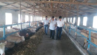 北京顺鑫控股集团有限公司到王店镇实地考察