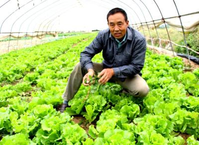 什么？在孝昌无公害蔬菜比普通蔬菜还便宜？