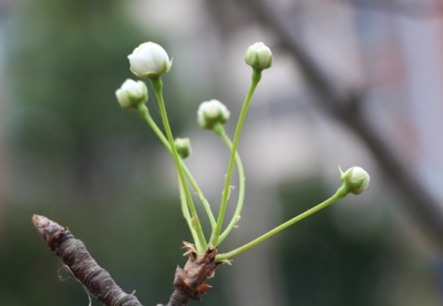 孝昌深秋梨花开