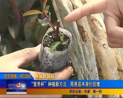 孝昌这个苗农为什么这么牛？竟然年赚400万