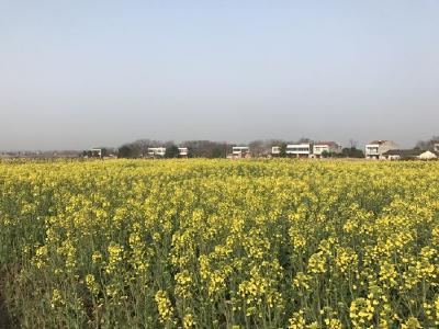 花西乡大庙村油菜花开美不胜收