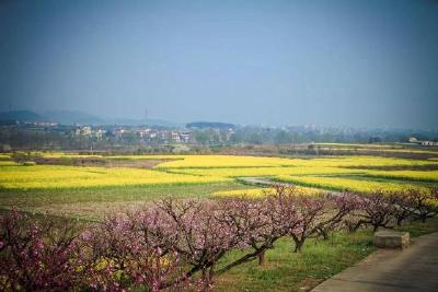 孝昌的“三生三世十里桃花”，花期灼灼，你若来，我便等！