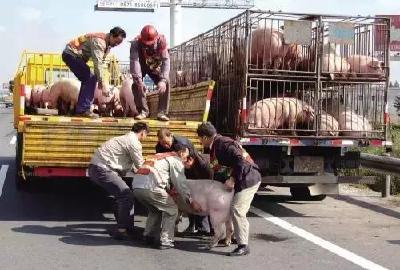 货车侧翻，高速公路上演