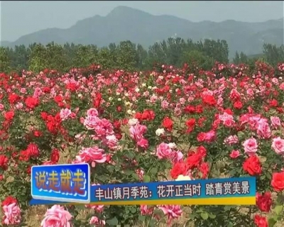 约吗？丰山镇这片月季花海早已美如仙境！就等你来！