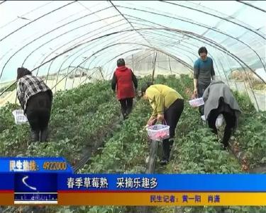 每逢周末，陡山乡进锋村都会迎来一大批客人，他们准备去干嘛？