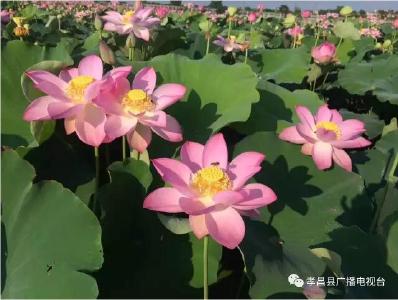 夏日荷塘别样绿 一种三收奔小康