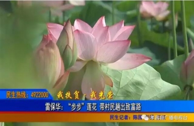 雷保华：“步步”莲花 带村民趟出致富路 