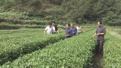 30年重访贫困乡|孝昌县小悟乡最远山村界岭村：依托地理优势 带动全村90%发展优质茶