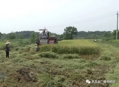 农机收割水稻　环保又高效