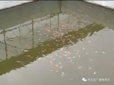 特色观赏鱼养殖　“小金鱼”游出富裕路