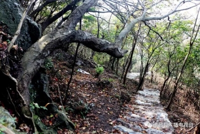 长在深山人未知！小悟笔架村狮子口山顶发现近400亩野生映山红！