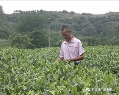 周巷镇：荒山变茶园 种茶走上致富路