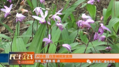 价格高不愁销！孝昌能人种植白芨带领村民脱贫致富！
