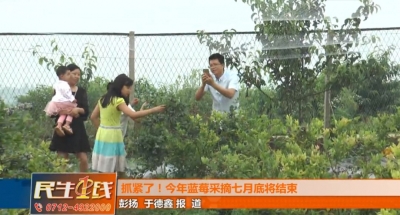孝昌蓝莓采摘即将收官，错过这个月，再等一年！