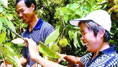 孝昌这个地方板栗大丰收！更让村民高兴的是村里修了这条“致富路”！