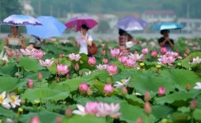 日子节节高，新风徐徐来！看孝昌这个小山村的华丽“蝶变”！