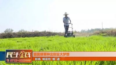 大学生返乡创业，茵茵绿草承载创业大梦想