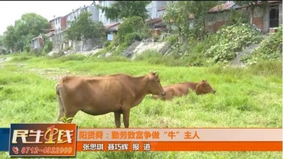 好山好水养好牛！孝昌七旬老人脱贫致富有干劲！