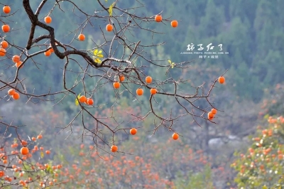 孝昌这个地方柿子大丰收！游客来往络绎不绝，村民忙得热火朝天！
