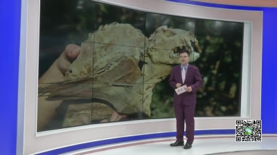 －－稀奇！村民种出重达9斤大红薯